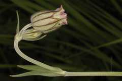 Silene gonosperma